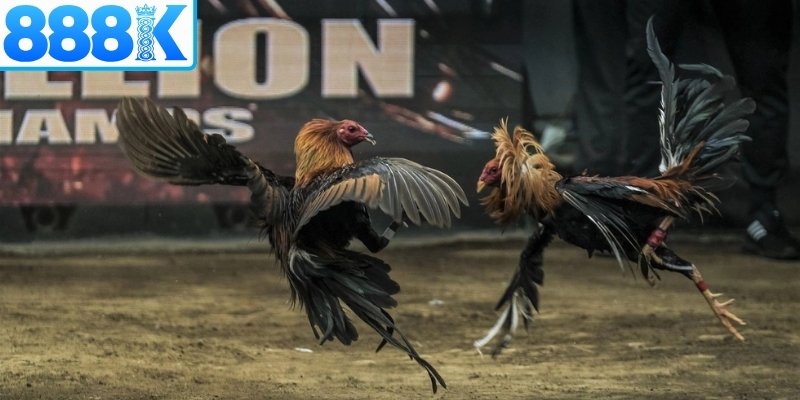 Thông tin cập nhật mới