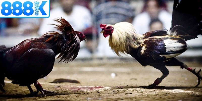 Loại hình đấu kê truyền thống