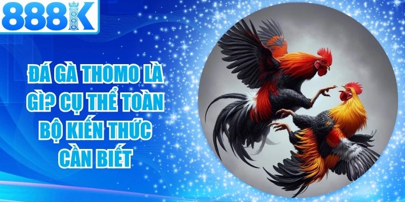 Đá Gà Thomo Là Gì